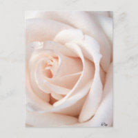 Wedding Rose