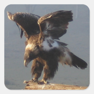 Wedge Tailed Eagle - Sticker