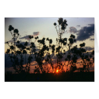 Weeds and Sunset