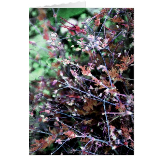 Weeds in Red and Green (Front)