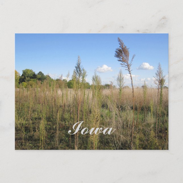 Weeds, Trees, and Sky Iowa Postcard (Front)