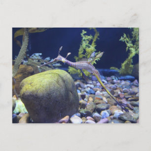 Weedy Seadragon # 2 Postcard