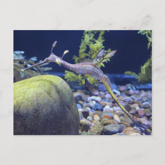 Weedy Seadragon # 3 Postcard (Front)