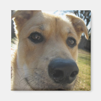 Weekend Dexter Magnet