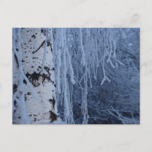 Weeping Birch in Winter Postcard