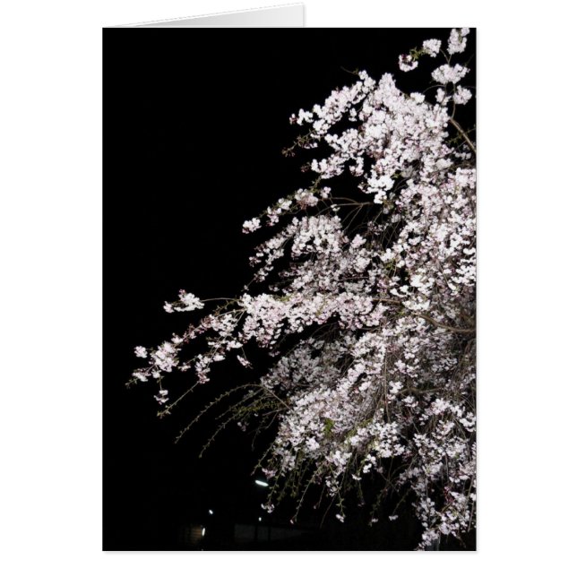 Weeping cherry blossom at night (Front)