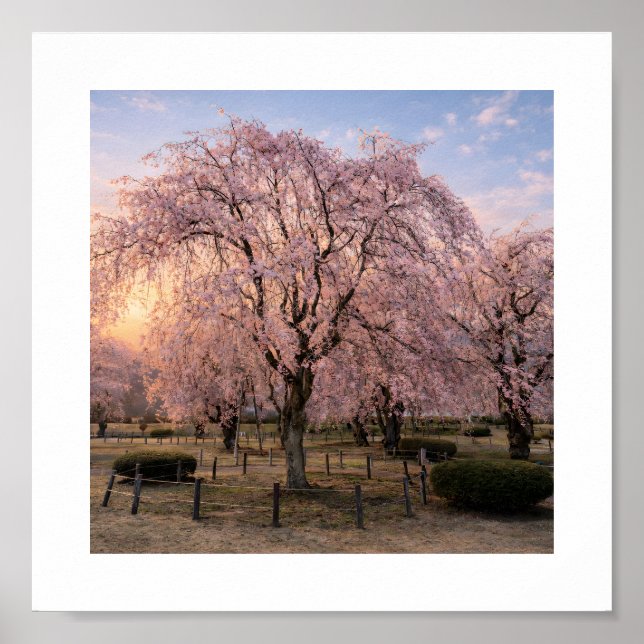 Weeping Cherry Blossom at Sunset – Art Print (Front)