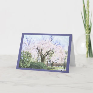 Weeping Cherry in Washington DC Card
