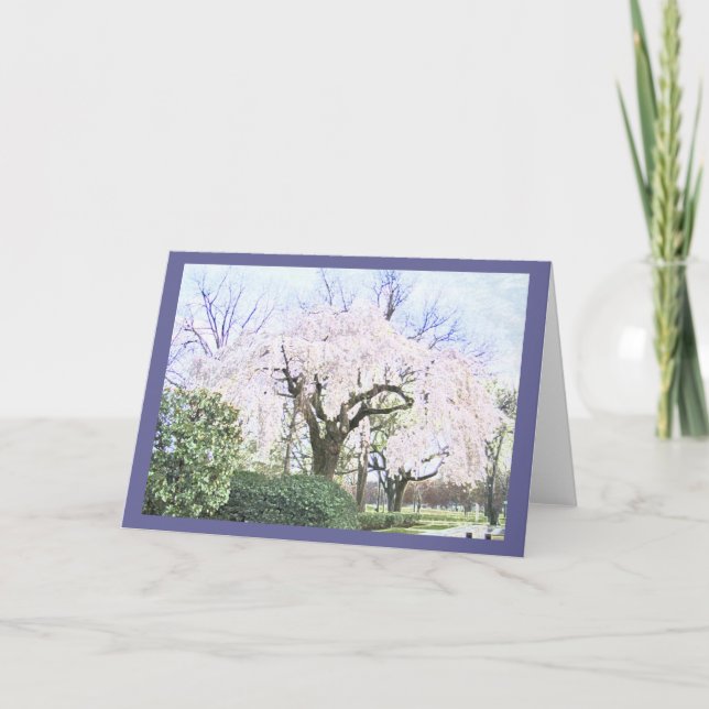 Weeping Cherry in Washington DC Card (Front)