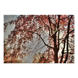 Weeping cherry tree blossoming, Ohio Photo Print