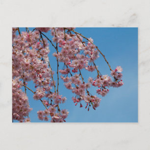 Weeping Cherry Tree Flowers Postcard