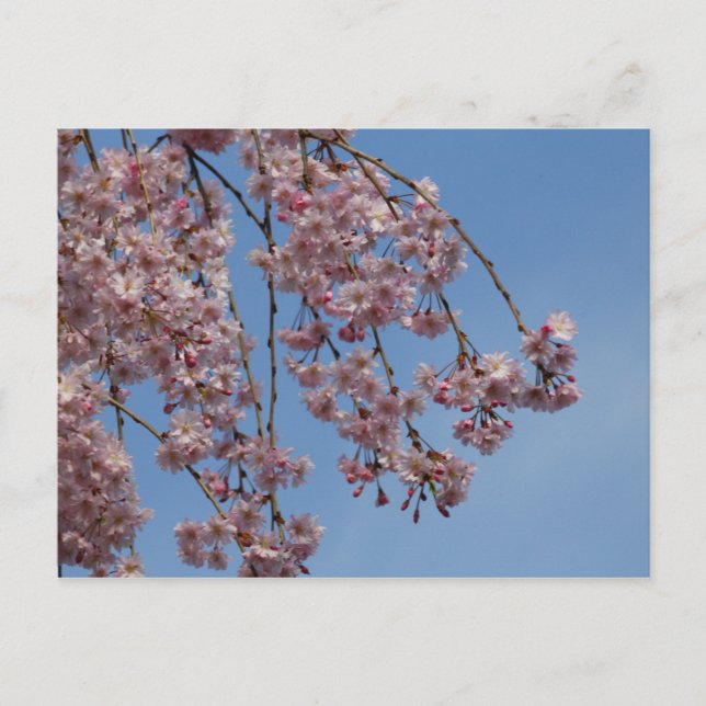 Weeping Cherry Tree Flowers Postcard (Front)