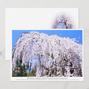 Weeping cherry tree ("Nara Ichiban-Zakura") カー Card