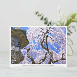 Weeping cherry tree ("Nara Ichiban-Zakura") カー Card