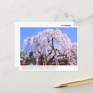 Weeping cherry tree ("Nara Ichiban-Zakura") ポストカード Postcard