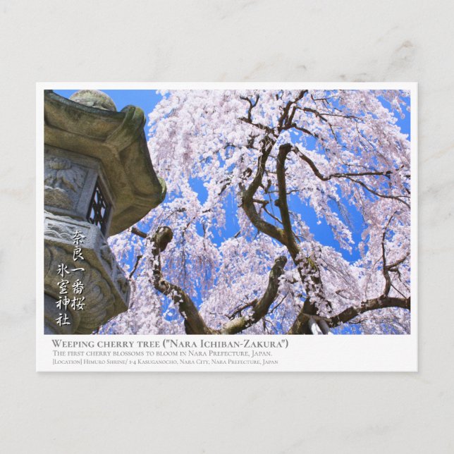 Weeping cherry tree ("Nara Ichiban-Zakura") ポストカード Postcard (Front)