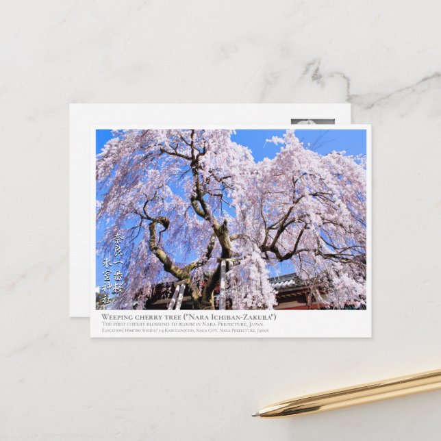 Weeping cherry tree ("Nara Ichiban-Zakura") ポストカード Postcard (Front/Back In Situ)