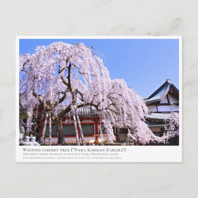 Weeping cherry tree ("Nara Ichiban-Zakura") ポストカード Postcard (Front)