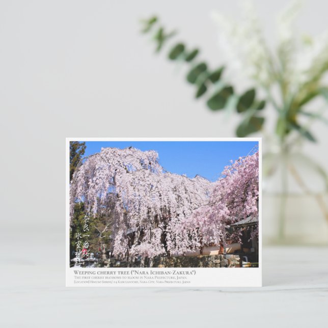 Weeping cherry tree ("Nara Ichiban-Zakura") ポストカード Postcard (Standing Front)