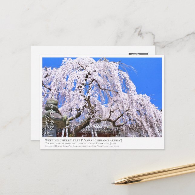 Weeping cherry tree ("Nara Ichiban-Zakura") ポストカード Postcard (Front/Back In Situ)