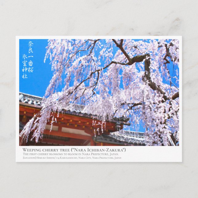 Weeping cherry tree ("Nara Ichiban-Zakura") ポストカード Postcard (Front)