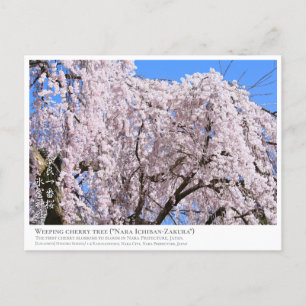 Weeping cherry tree ("Nara Ichiban-Zakura") ポス Postcard