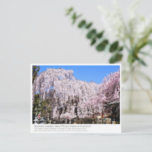 Weeping cherry tree ("Nara Ichiban-Zakura") ポス Postcard