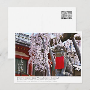 Weeping cherry tree ("Nara Ichiban-Zakura") ポス Postcard