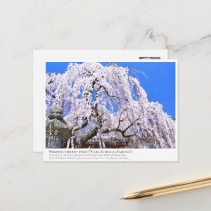 Weeping cherry tree ("Nara Ichiban-Zakura") ポス Postcard