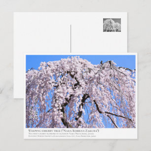 Weeping cherry tree ("Nara Ichiban-Zakura") ポス Postcard