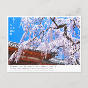 Weeping cherry tree ("Nara Ichiban-Zakura") ポス Postcard