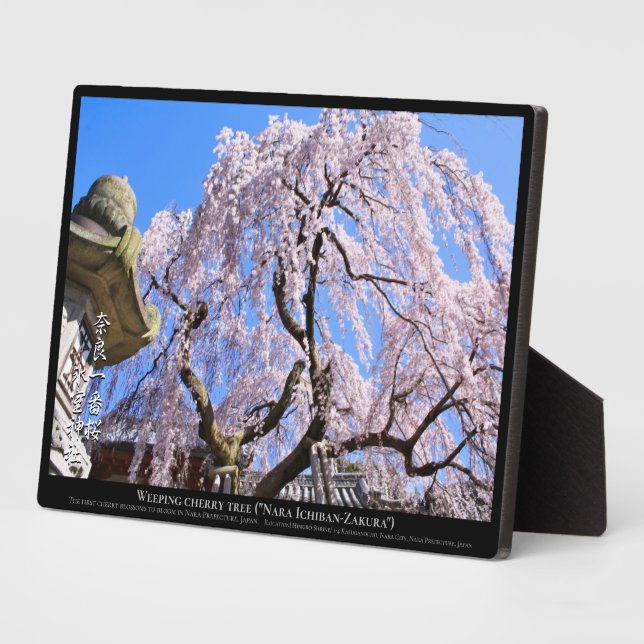 Weeping cherry tree ("Nara Ichiban-Zakura") Plaque (Side)