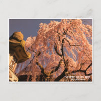 Weeping cherry tree ("Nara Ichiban-Zakura")