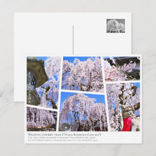 Weeping cherry tree ("Nara Ichiban-Zakura") Postcard