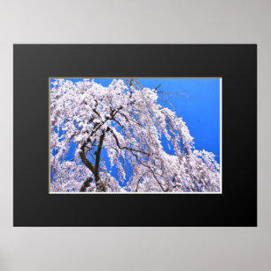 Weeping cherry tree ("Nara Ichiban-Zakura") Poster