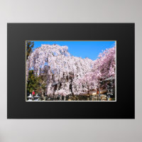 Weeping cherry tree ("Nara Ichiban-Zakura")