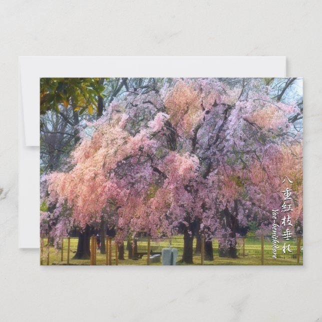 Weeping Cherry: Yae-benishidare カード Card (Front)