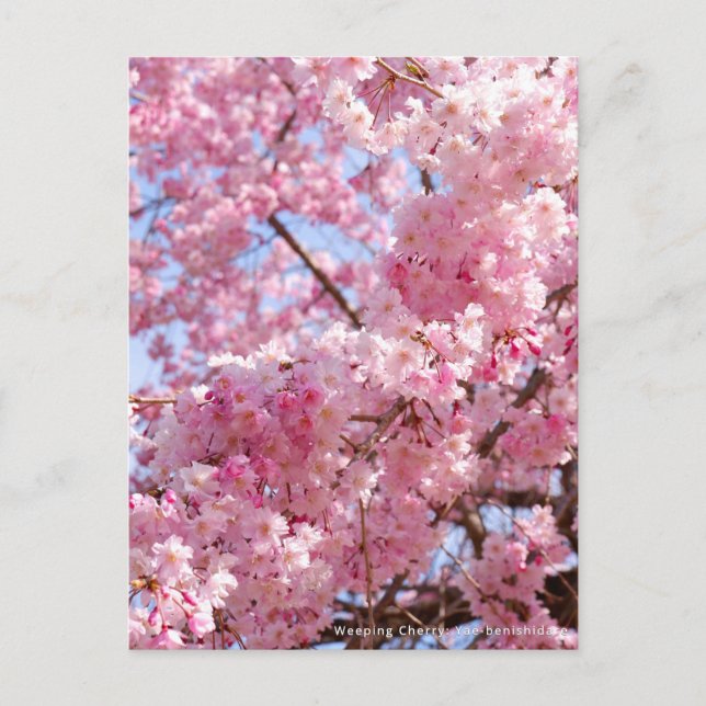 Weeping Cherry: Yae-benishidare Postcard (Front)