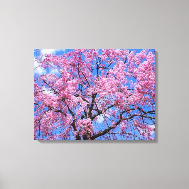 Weeping Cherry: Yaebenishidare [Canvas Print] Canvas Print (Front)