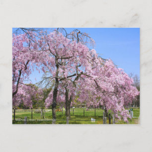 Weeping Cherry(Yaebenishidare) [Postcard] Postcard