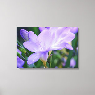 Weeping Freesia Flower Photographic Art Canvas Print