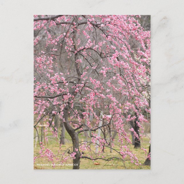 Weeping Japanese Apricot [Postcard] Postcard (Front)