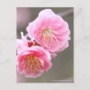 Weeping Japanese Apricot [Postcard] Postcard