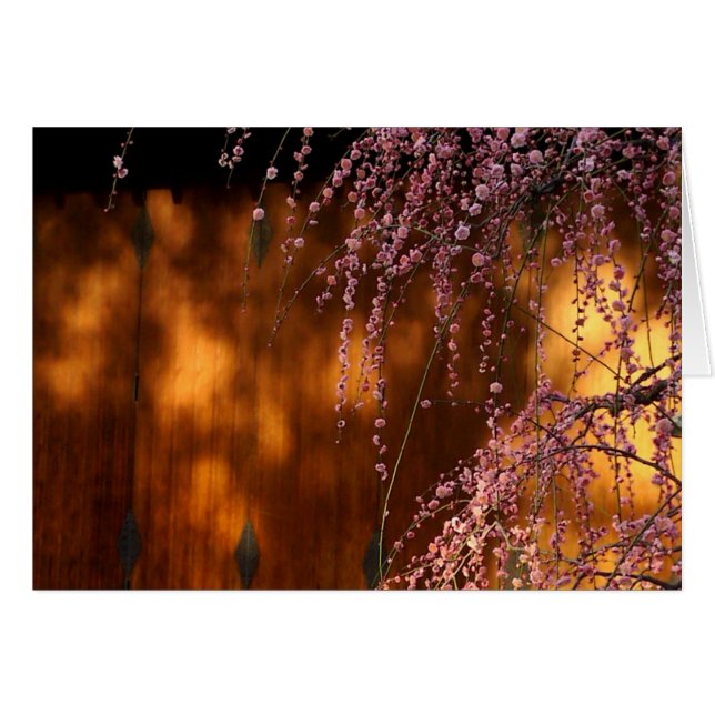Weeping Pink Plum Blossom (Front Horizontal)