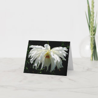 Weeping White Dahlia Note Card