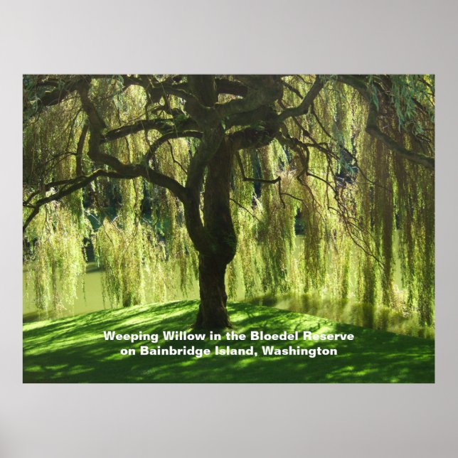 Weeping Willow Bloedel Reserve Bainbridge Island Poster (Front)