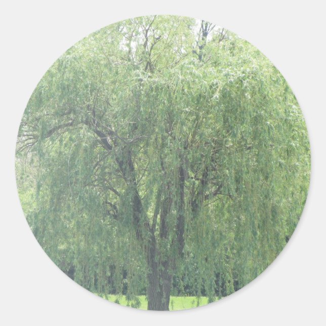 Weeping WIllow Classic Round Sticker (Front)