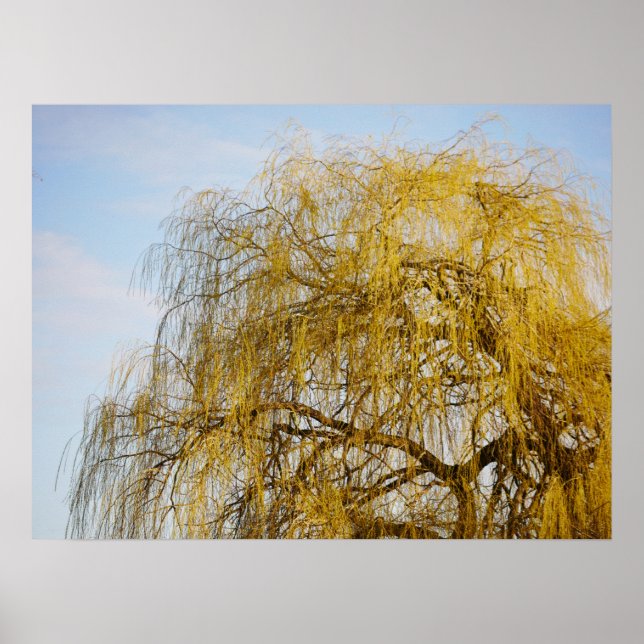 Weeping Willow Poster (Front)