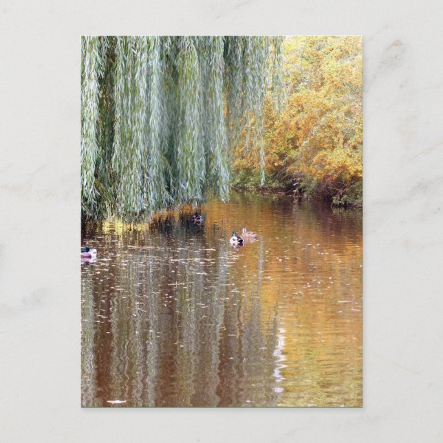 Weeping Willow Reflection Postcard (Front)