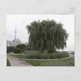 Weeping Willow Toronto Postcard